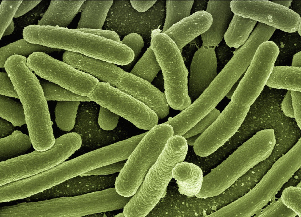 ISO 9308-1 — Water Quality Detection of E Coli and Coliform Bacteria
